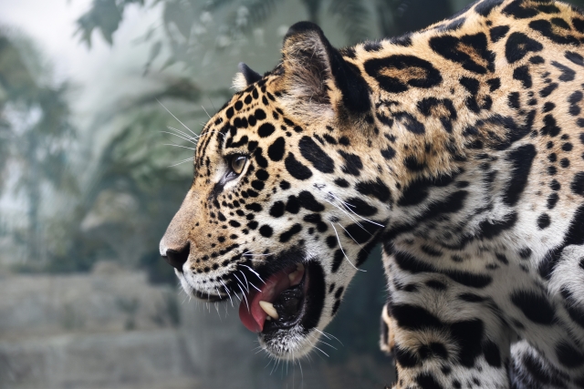 ジャガーと豹は違いだらけ アマゾンの王者ジャガーの魅力
