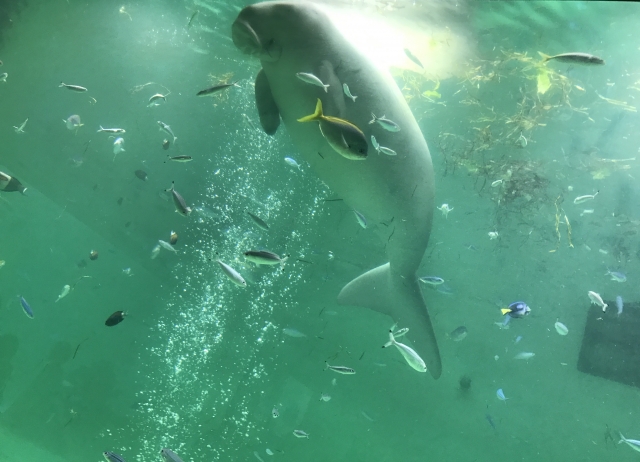 ジュゴンとマナティの違いを解説 人魚伝説の由来はどっち