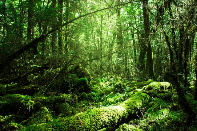 ウアカリの寄生虫伝説と生態 現地ではペットで食料だった