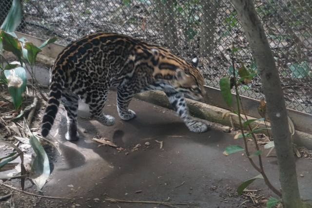 ウンピョウが西表島に生息 ボルネオ島には新種の亜種がいる